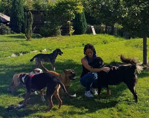 Hundetreffen-Gruppen-Wald-Spaziergang-Bild