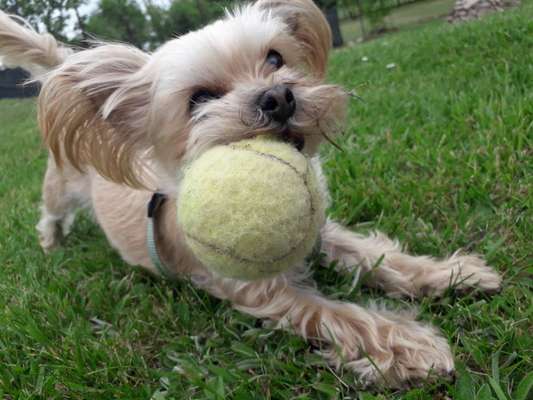 Zeigt mal die schönsten Bilder von euren Hunden !-Beitrag-Bild