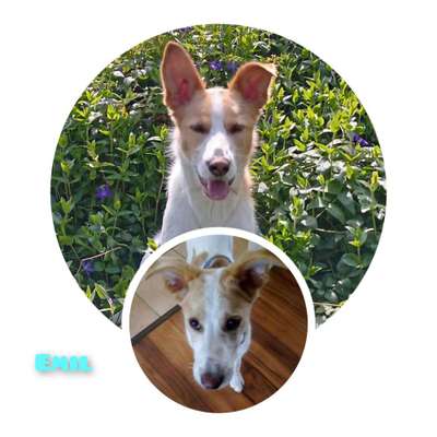 Vom Welpen zum Hund-Beitrag-Bild