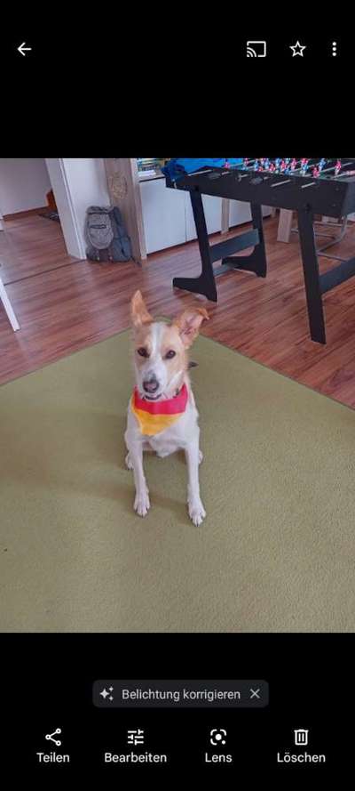 Mischlinge raten - Rätselspaß-Beitrag-Bild