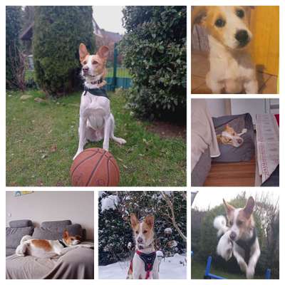 TierschutzhundeStammtisch🐕-Beitrag-Bild