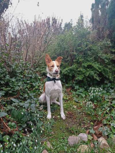 Mischlinge raten - Rätselspaß-Beitrag-Bild