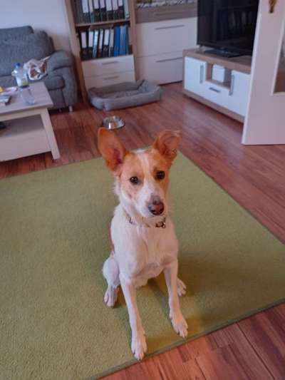 Mischlinge raten - Rätselspaß-Beitrag-Bild