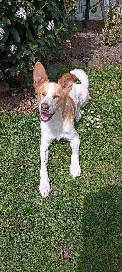 Dogorama Photo Challenge - Frühlingserwachen-Beitrag-Bild