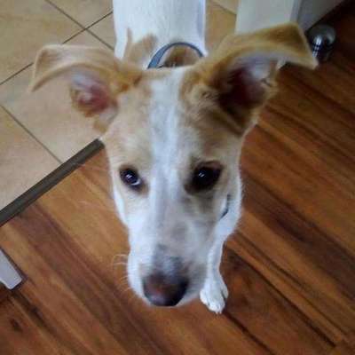 12. Farben Foto Challenge --- Braun-Beitrag-Bild