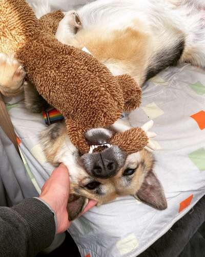 Hundetreffen-Räumlich flexibel: Gemeinsames Spaziergehen / Sozialisierung-Bild