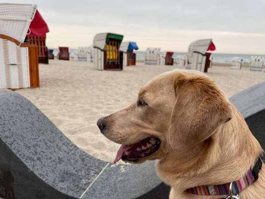 Die Dogorama Wochen Challenge: “Dein Hund im Urlaub”-Beitrag-Bild