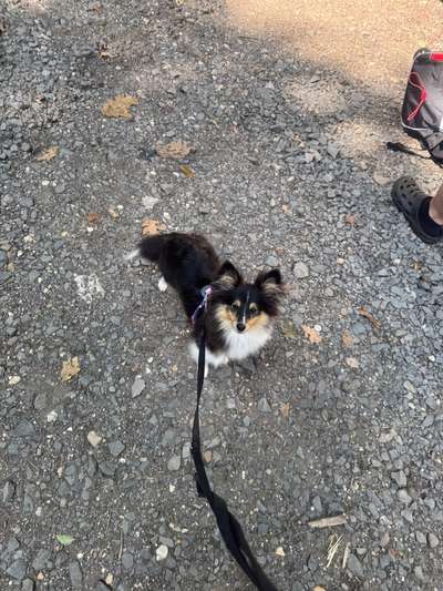 Hundetreffen-Playdate 🐾-Bild