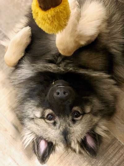 Die Dogorama Wochen Challenge-Beitrag-Bild