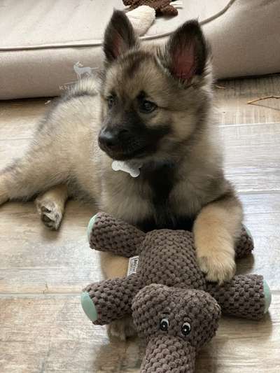 Welpen Bilder !-Beitrag-Bild