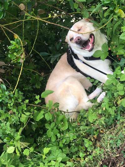 Die Dogorama Monats Challenge "Es grünt und blüht"-Beitrag-Bild