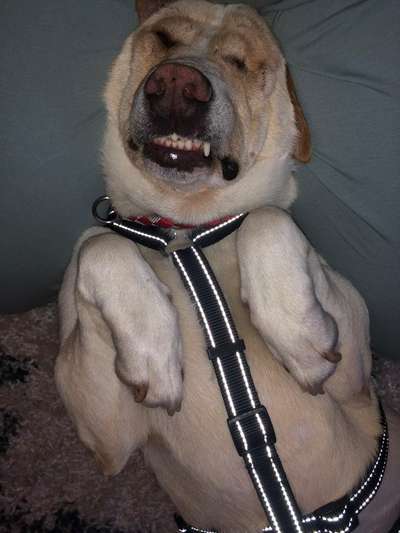 Lustigsten Grimassen von euren Hunden-Beitrag-Bild