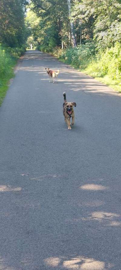 Hundetreffen-Hunde Treff/ Welpen treff/ Hunde training.-Bild