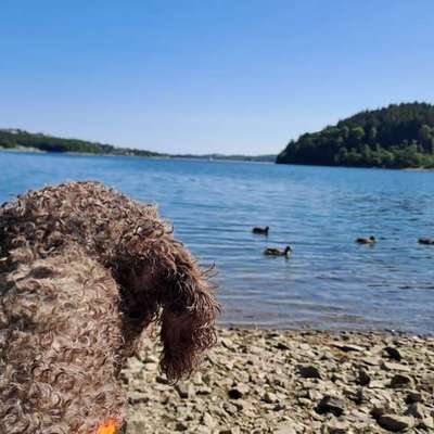 %{de_profession_title}-Verhalten-Bild