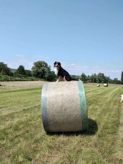 Hundetreffen-Gassi Runde in Dienheim-Bild