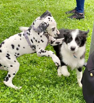 Welpengruppe-Beitrag-Bild