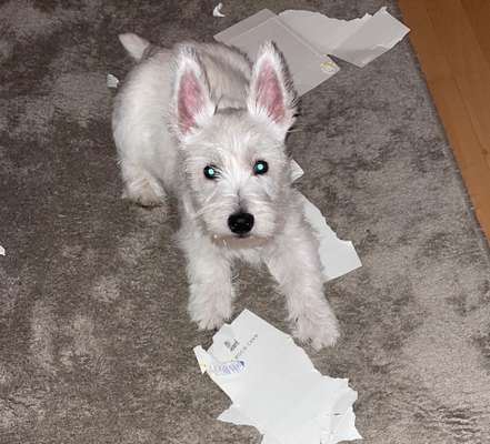 Welpen Bilder !-Beitrag-Bild