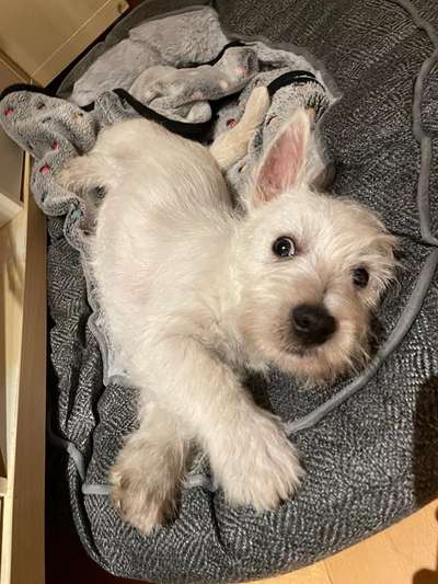 Dogorama Photo Challenge - Einmal lächeln bitte-Beitrag-Bild