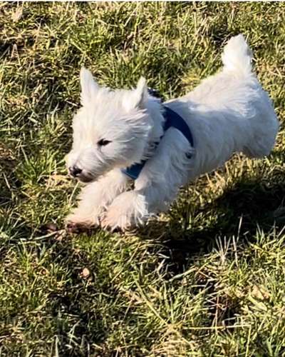 Hunderunde-Beitrag-Bild