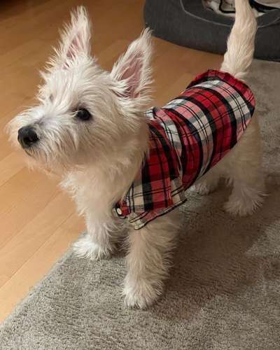 Welpen Bilder !-Beitrag-Bild