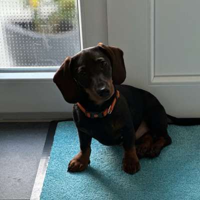 Hundetreffen-Welpen / Junghunde Treffen-Bild