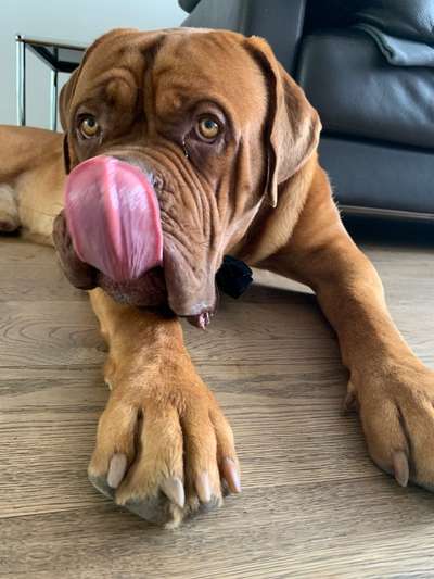 Die Dogorama Kalender Challenge Titelbild-Beitrag-Bild