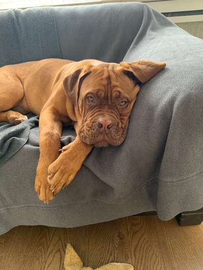 Lieblingsbild von euren Hunden?-Beitrag-Bild