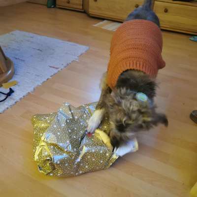 Dogorama Photo Challenge - Bescherung-Beitrag-Bild