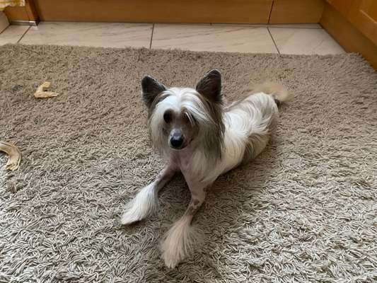 Rassen und ihre Eigenschaften-Beitrag-Bild