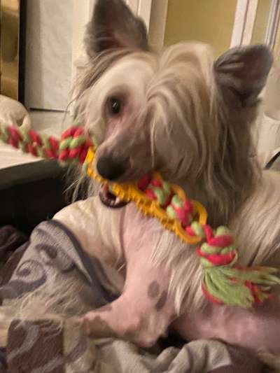 Dogorama Photo Challenge - Hundeblick zum hinschmelzen-Beitrag-Bild