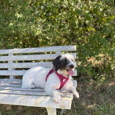 Hundetreffen-Spielstunde am Schänzle-Bild