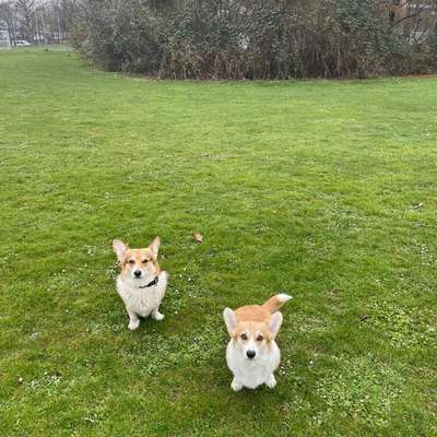 Hundetreffen-Gassi-/Spielrunde-Bild