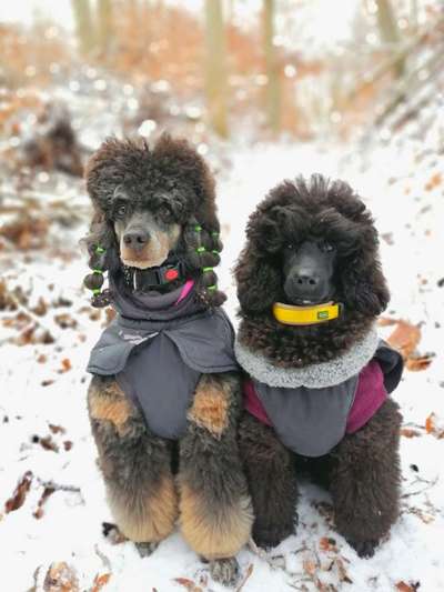 Alles rund um den Pudel-Beitrag-Bild