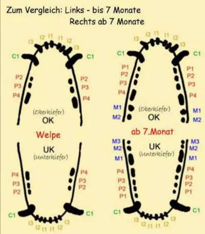 Zahnwechsel bei Welpen-Beitrag-Bild