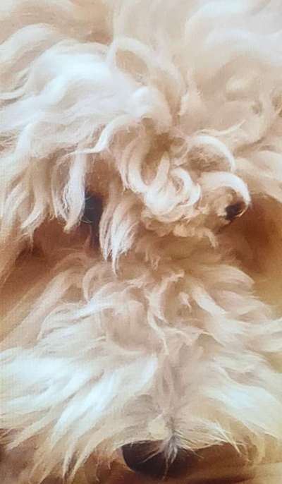 Zeigt mir die tollste Nahaufnahme von eurer Fellnase-Beitrag-Bild