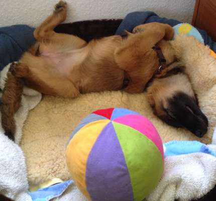 Die Dogorama Wochen Challenge-Beitrag-Bild