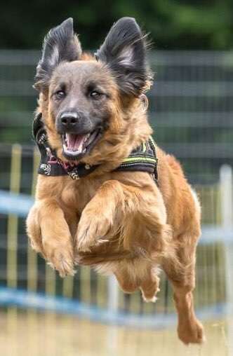 zeigt mal eure schönsten Fotos von euren Lieblingen.-Beitrag-Bild