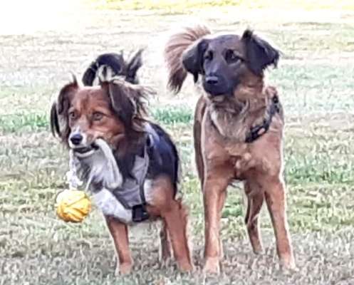 Bester Freund, Hundekumpel - zeigt her!-Beitrag-Bild