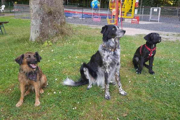 Bester Freund, Hundekumpel - zeigt her!-Beitrag-Bild