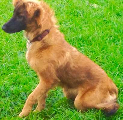 Mischlingshunde Foto Aufruf-Beitrag-Bild