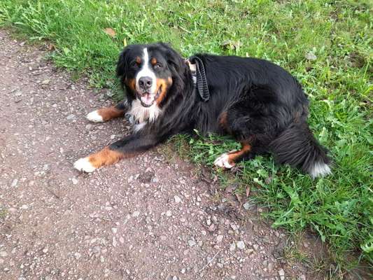 Berner Sennen-Beitrag-Bild