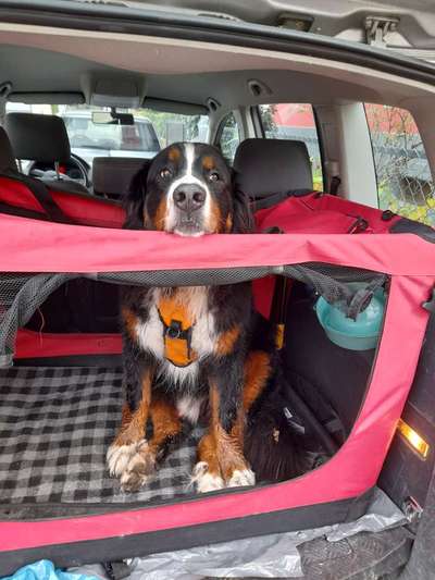 Berner Sennen-Beitrag-Bild