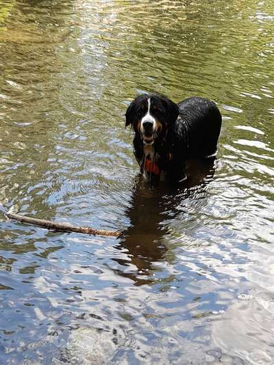 Berner Sennen-Beitrag-Bild