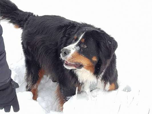 Berner Sennen-Beitrag-Bild