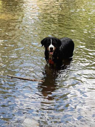 Berner Sennen-Beitrag-Bild