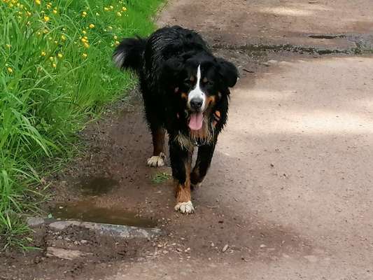 Berner Sennen-Beitrag-Bild