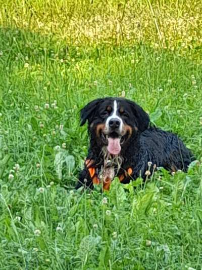 Berner Sennen-Beitrag-Bild