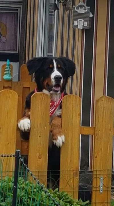 Berner Sennen-Beitrag-Bild