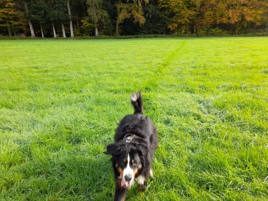 Berner Sennen-Beitrag-Bild