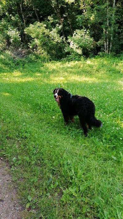 Berner Sennen-Beitrag-Bild